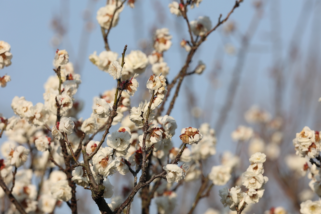 2月20日 須磨離宮公園 43