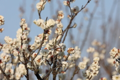 2月20日 須磨離宮公園 43