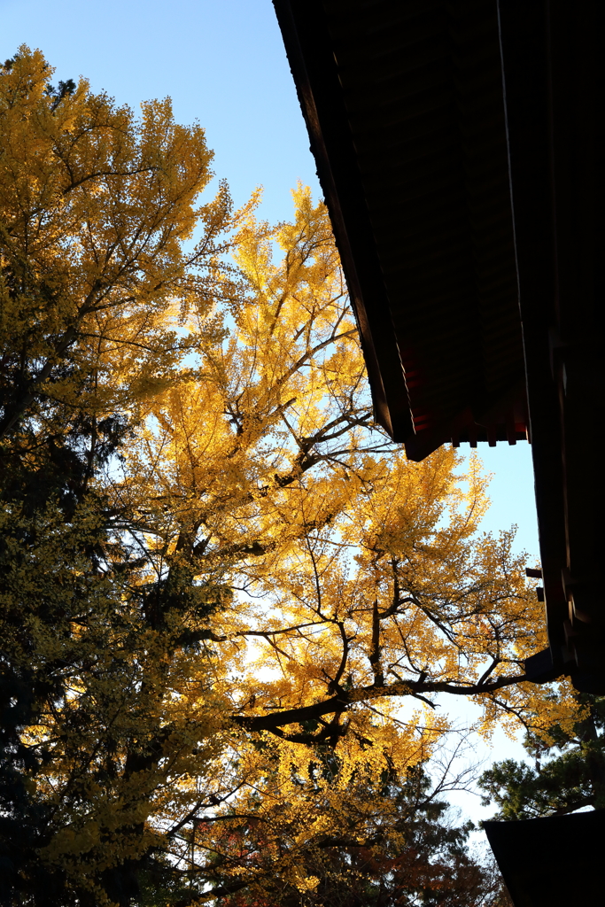 11月30日 奈良 17