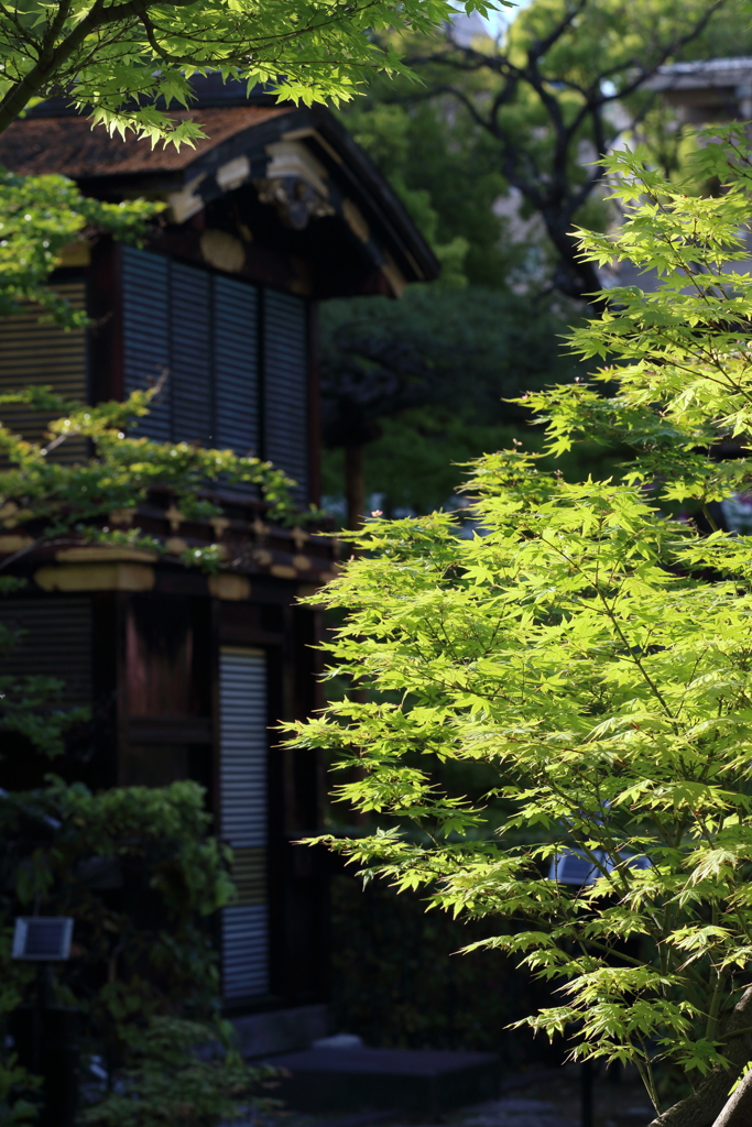 4月24日 相楽園 32