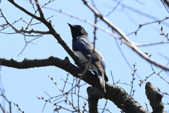 4月7日 大阪城公園 14