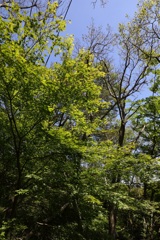 5月28日 布引の滝 ２