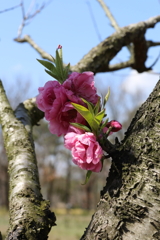 3月19日 万博記念公園 ９