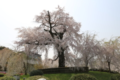 3月29日 京都 16 3月29日 京都 16