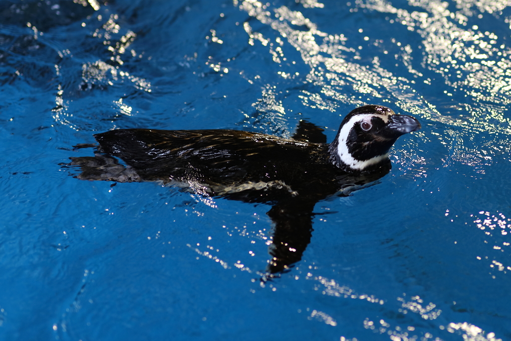 6月11日 須磨海浜水族園 39