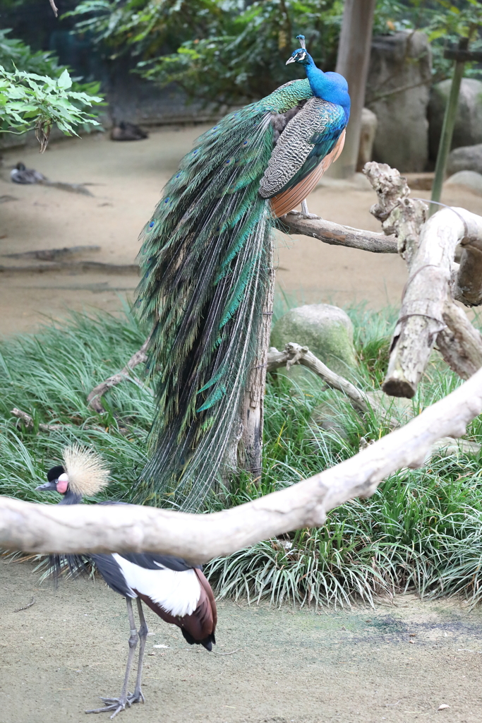 6月16日 王子動物園 ３