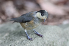 6月4日 明石公園 11
