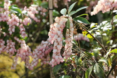 3月20日 京都嵐山 17