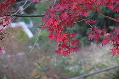 12月7日 布引の滝 24