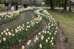 4月18日 万博記念公園 33