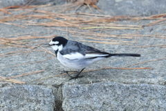 12月30日 夙川河川敷緑地 15