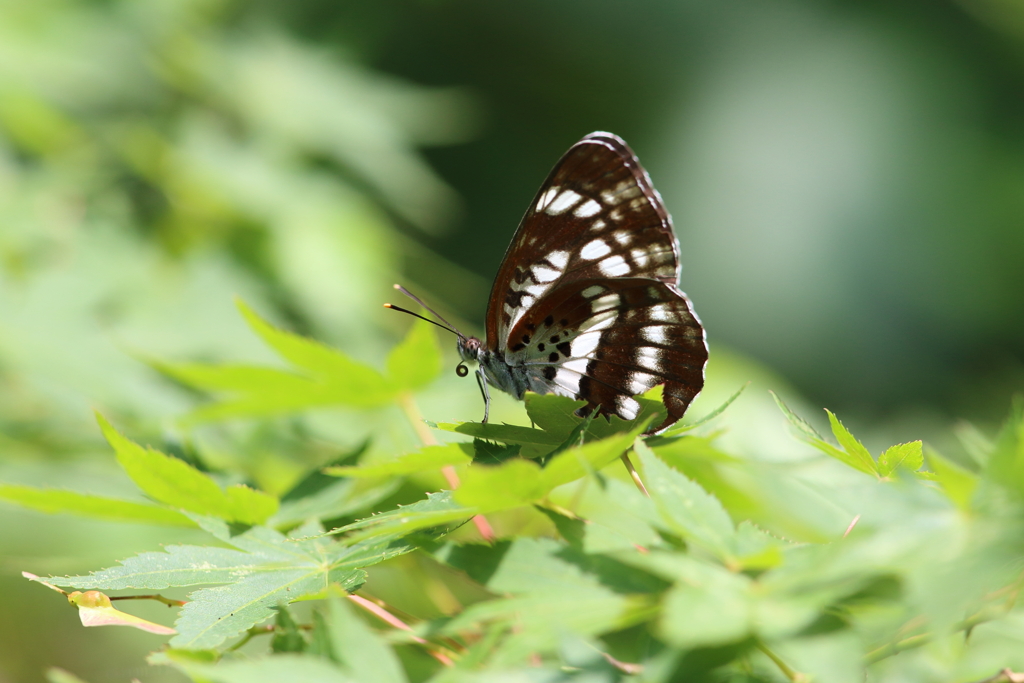 6月19日 明石公園 14