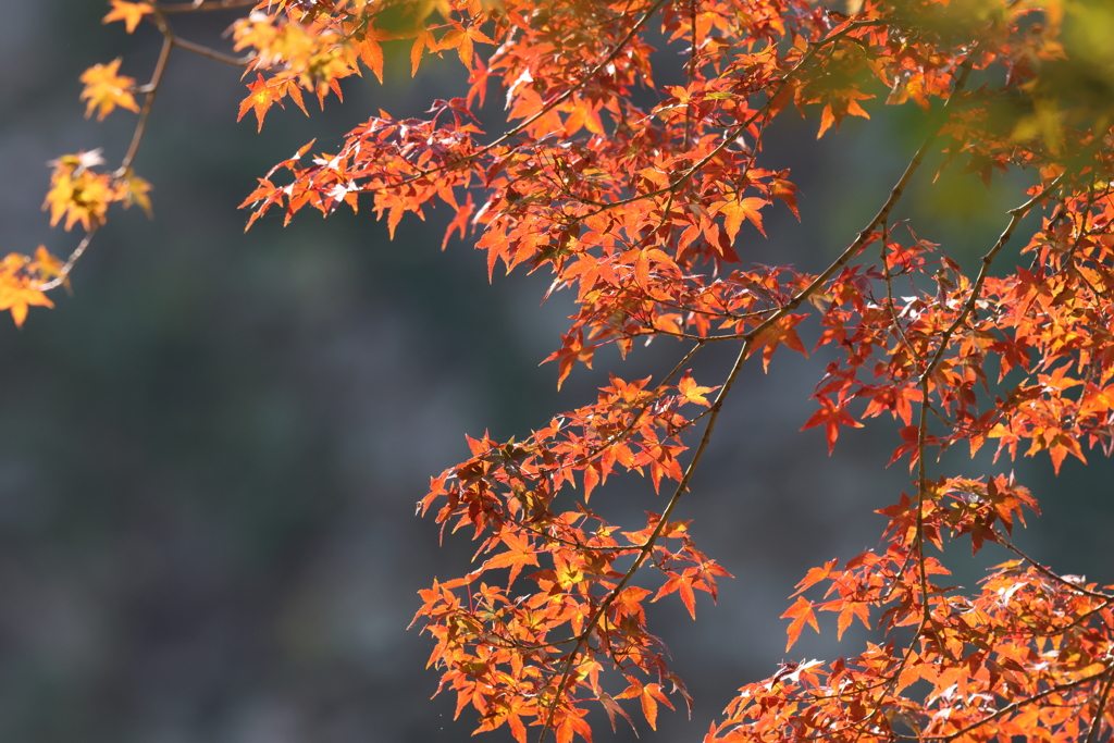11月2日 明石公園 12