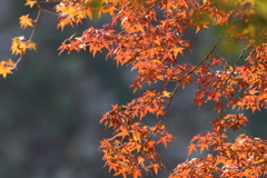 11月2日 明石公園 12