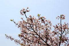 4月16日 散歩 22