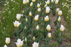 4月18日 万博記念公園 32