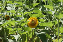 7月22日 布引ハーブ園 30