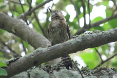 6月2日 明石公園 21