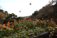 12月15日 布引ハーブ園 26
