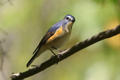 4月9日 明石公園 11