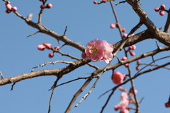 2月13日 岡本梅林公園 24