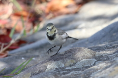 10月30日 明石公園 10