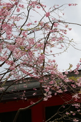 3月28日 京都 ６