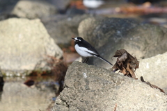 12月30日 夙川河川敷公園 ５