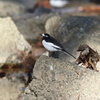 12月30日 夙川河川敷公園 ５
