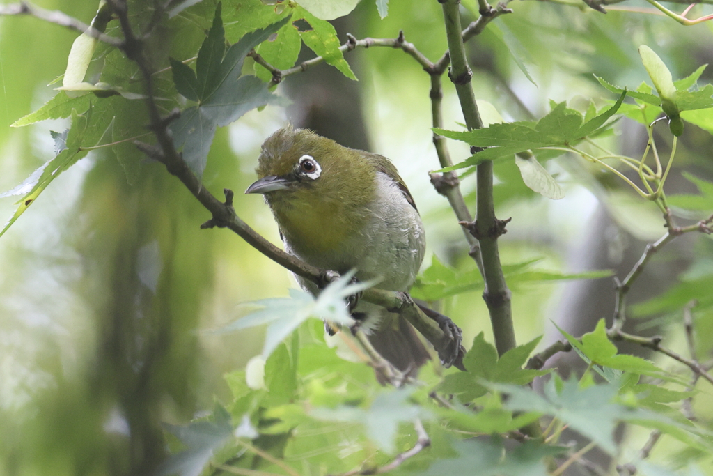 8月16日 明石公園 ５