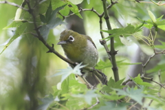 8月16日 明石公園 ５