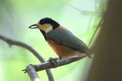 10月2日 明石公園 19