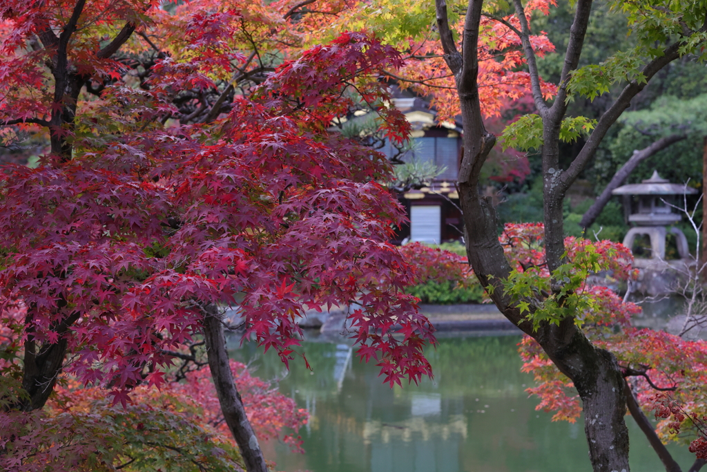 11月28日 相楽園