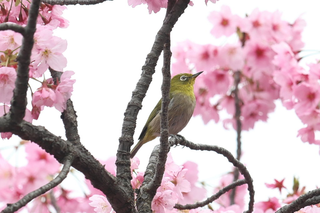 3月31日 大阪城公園 16