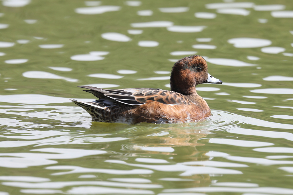 10月16日 明石公園 ４