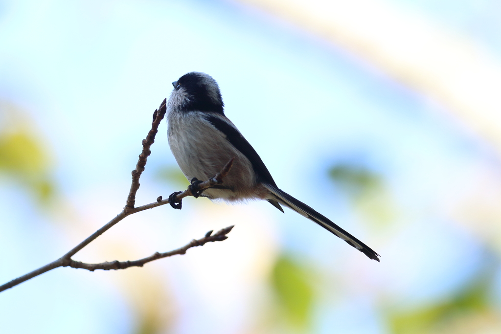 10月2日 明石公園 14