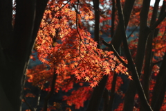 12月6日 須磨離宮公園 15