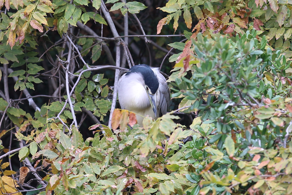11月17日 明石公園 26
