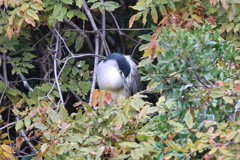 11月17日 明石公園 26