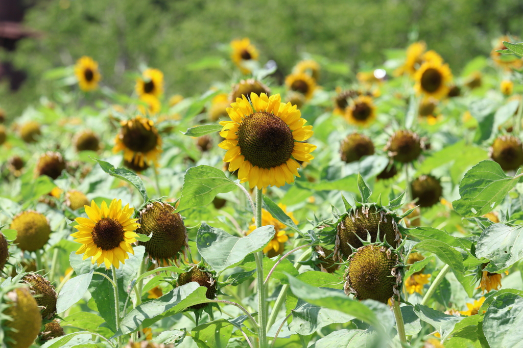 8月12日 布引ハーブ園 35