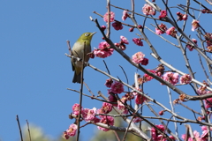 2021年2月13日 岡本梅林公園 １