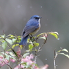 3月21日 有馬富士公園 11