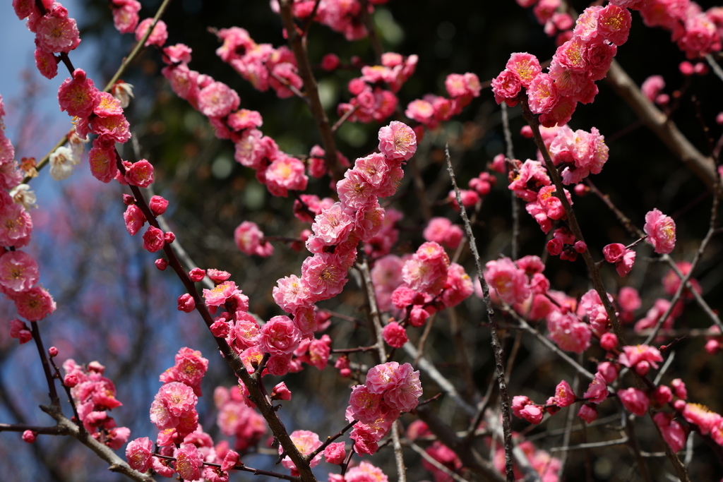 3月5日 岡本公園 23