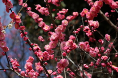 3月5日 岡本公園 23