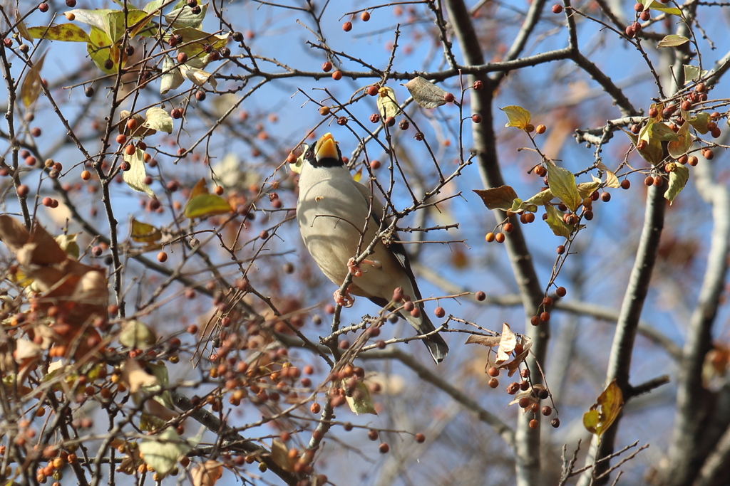 1月2日 夙川河川敷公園 ４