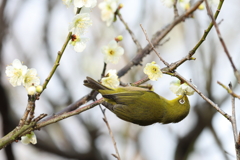 2月20日 須磨離宮公園 25