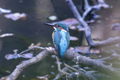 11月7日 明石公園 ８