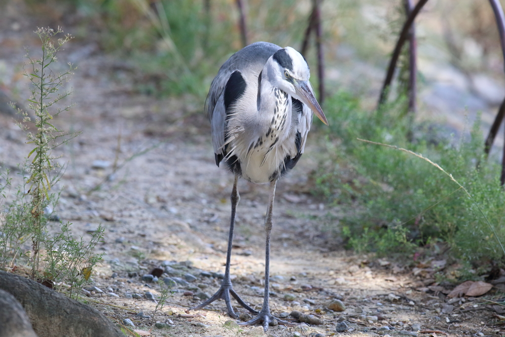10月30日 明石公園 １