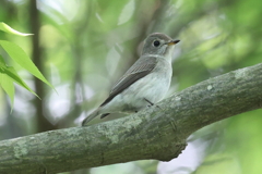 5月6日 明石公園 11