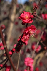 2月13日 岡本梅林公園 19